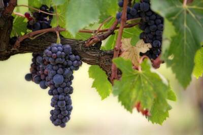 Игорь Зур - Как правильно поливать виноград: эту ошибку совершает большинство дачников - belnovosti.by