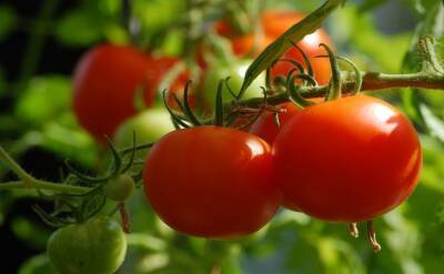 Светлана Протас - 2 самых лучших сорта мясистых, «арбузных» помидоров: хвалят все дачники - belnovosti.by