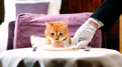 Чем кормить кота: 7 золотых правил кормления - supersadovnik.ru