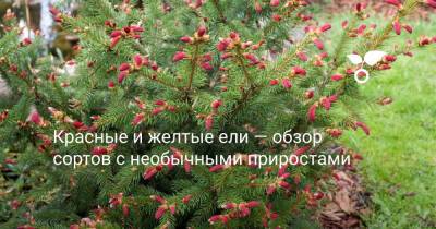 Красные и желтые ели — обзор сортов с необычными приростами - botanichka.ru