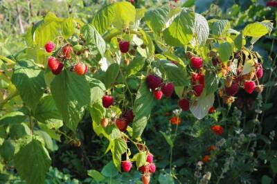 Ветки малины будут ломиться от ягод: что делают с малиной опытные огородники весной - belnovosti.by