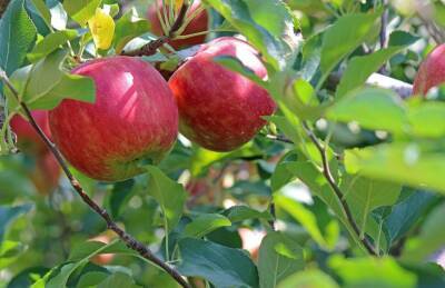 Марин Михалап - Сделайте так при цветении яблонь и тогда завяжутся все плоды - belnovosti.by