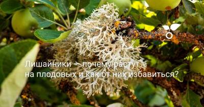 Лишайники — почему растут на плодовых и как от них избавиться? - botanichka.ru