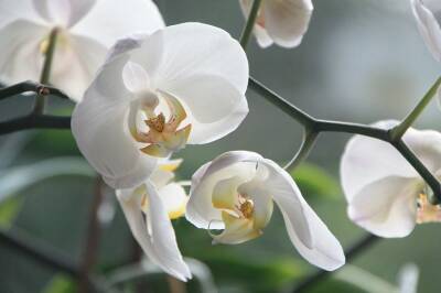 Орхидея выпустит сразу два цветоноса: все благодаря подкормке из чеснока - belnovosti.by