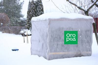 Толстый слой снега на укрытиях в цветнике – хорошо это или плохо? - ogorod.ru