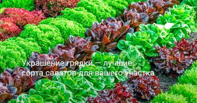 Украшение грядки — лучшие сорта салатов для вашего участка - botanichka.ru