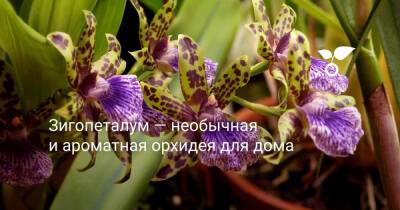 Зигопеталум — необычная и ароматная орхидея для дома - botanichka.ru - Бразилия