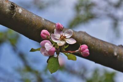 Игорь Зур - Что не любит яблоня: 3 секрета по уходу за плодовым деревом весной - belnovosti.by