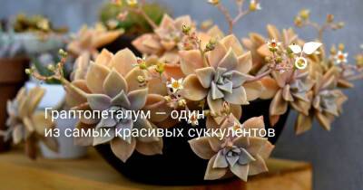 Граптопеталум — один из самых красивых суккулентов - botanichka.ru