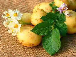 Описание картофеля - sad-dacha-ogorod.com