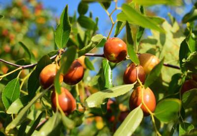 10 необычных плодовых и косточковых, которые стоит посадить в этом году - ogorod.ru