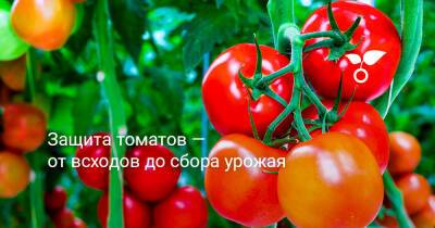Защита томатов — от всходов до сбора урожая - botanichka.ru