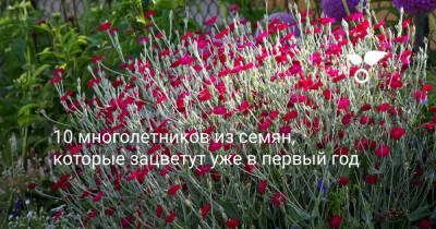 10 многолетников из семян, которые зацветут уже в первый год - botanichka.ru