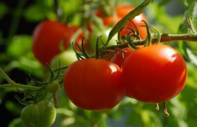Марин Михалап - Чем опрыскать помидоры, чтобы собрать богатый урожай: проверенный способ - belnovosti.by
