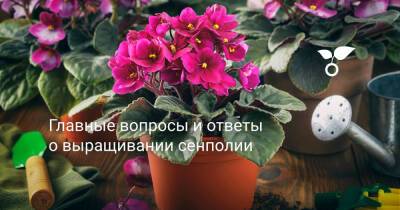 Главные вопросы и ответы о выращивании сенполии - botanichka.ru