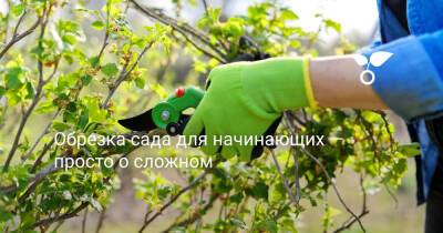 Обрезка сада для начинающих — просто о сложном - botanichka.ru