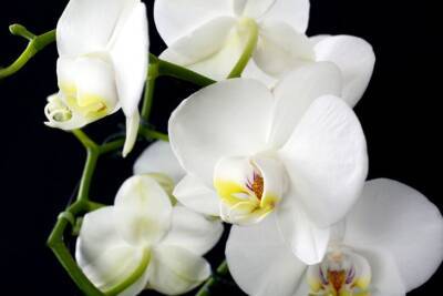 Светлана Протас - Как добиться непрерывного цветения орхидеи вообще не поливая цветок: хитрый трюк - belnovosti.by