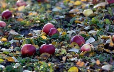 Можно ли класть яблоки в компостную кучу: опавшие, гнилые - fermilon.ru