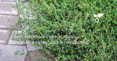 Бессмертный горец спорыш — сорняк и газон, еда и лекарство - botanichka.ru - Россия