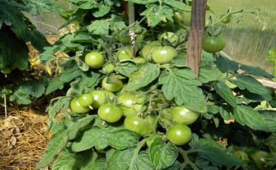 Светлана Протас - 2 неприхотливых сорта томатов, полюбившихся ленивым дачникам: посадил и забыл - belnovosti.by