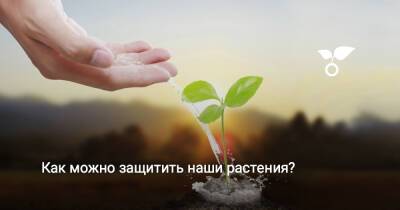 Как можно защитить наши растения? - botanichka.ru