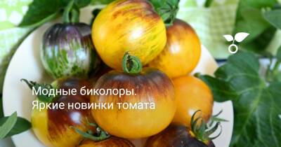 Модные биколоры. Яркие новинки томата - botanichka.ru