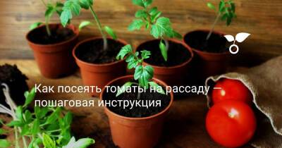 Как посеять томаты на рассаду — пошаговая инструкция - botanichka.ru