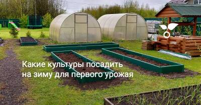 Какие культуры посадить на зиму для первого урожая - botanichka.ru