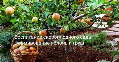 Воспитание скороплодного сада — формирование яблонь и груш - botanichka.ru