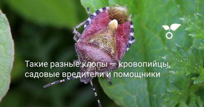 Такие разные клопы — кровопийцы, садовые вредители и помощники - botanichka.ru - округ Чукотка