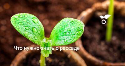 Что нужно знать о рассаде - botanichka.ru