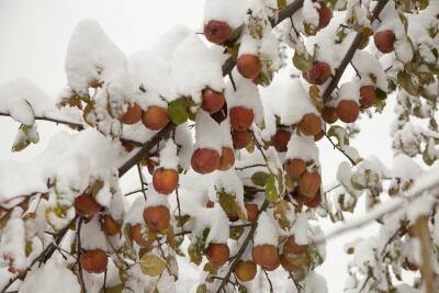 Игорь Зур - Что нужно сделать до весны, чтобы у яблони не опали цветы и был большой урожай - belnovosti.by