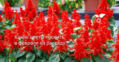 Какие цветы посеять в феврале на рассаду? - botanichka.ru