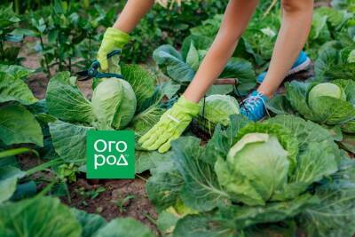 Выращиваем капусту без рассады: пять хитростей для легкого урожая - ogorod.ru