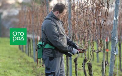 Что сделать с виноградом весной, чтобы осенью быть с богатым урожаем - ogorod.ru - г. Виноград