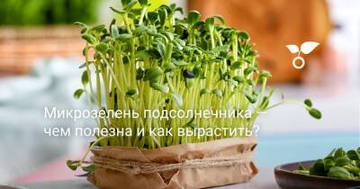 Микрозелень подсолнечника — чем полезна и как вырастить? - botanichka.ru