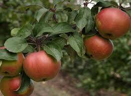 Описание сортов яблони (Алые паруса, Бельфлер-китайка, Луч) - sad-dacha-ogorod.com