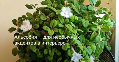 Альсобия — для необычных акцентов в интерьере - botanichka.ru