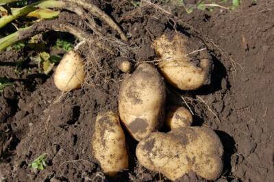 Светлана Протас - Бросать в каждую лунку: всего два удобрения – и картошка будет расти размером с мяч - belnovosti.by