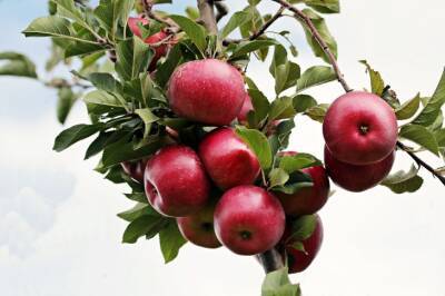 Игорь Зур - Как повысить урожайность яблок: секрет, о котором не расскажет сосед - belnovosti.by