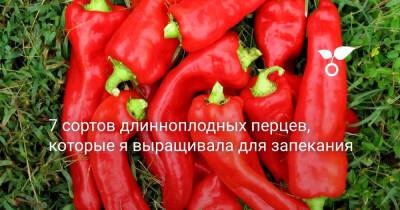 7 сортов длинноплодных перцев, которые я выращивала для запекания - botanichka.ru