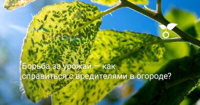 Борьба за урожай — как справиться с вредителями в огороде? - botanichka.ru - г. Виноград
