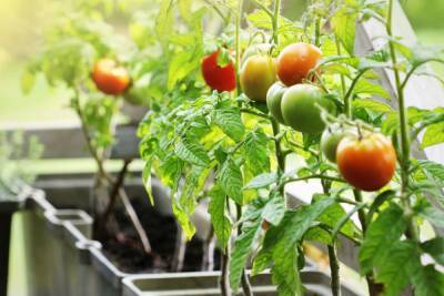 10 ошибок начинающих огородников при выращивании томатов в контейнерах - ogorod.ru