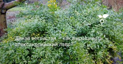 Даная ветвистая — как выращивать александрийский лавр? - botanichka.ru - Иран - Турция - Греция - Сирия