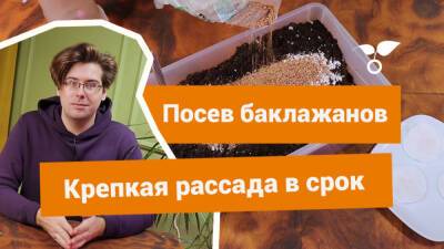 Как посеять баклажаны на рассаду правильно? - botanichka.ru