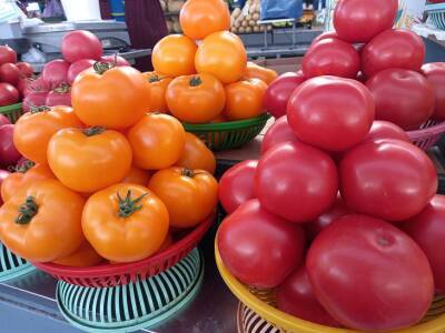 200 кг томатов с одной грядки: 3 условия нужны для рекордного урожая - belnovosti.by