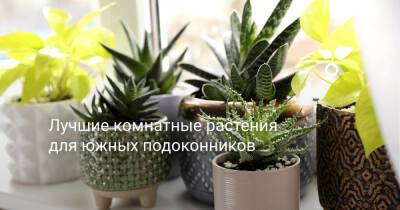 Лучшие комнатные растения для южных подоконников - botanichka.ru