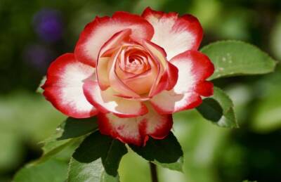 Марин Михалап - Чем подкормить розы для пышного цветения: назван хитрый способ - belnovosti.by