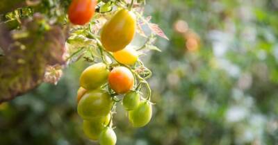 Селекционер рекомендует: новые необычные сорта томатов, которые стоит вырастить этим летом - rus.delfi.lv - Латвия - Sandras