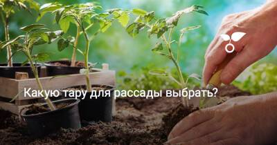 Какую тару для рассады выбрать? - botanichka.ru